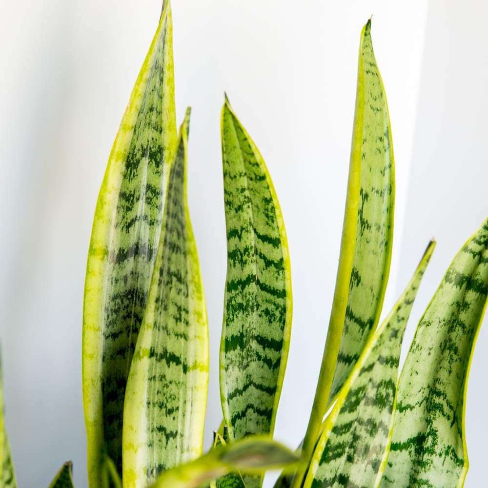 Snake Plant Sansevieria Trifasciata Laurentii 16in Tall, 6 in Grower's Pot P89598