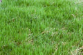 Common Raw Hulled Bermuda Grass Seed - 10 lbs. W65626