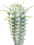 Variegated Corn Cob Cactus in Clay Pot Q330