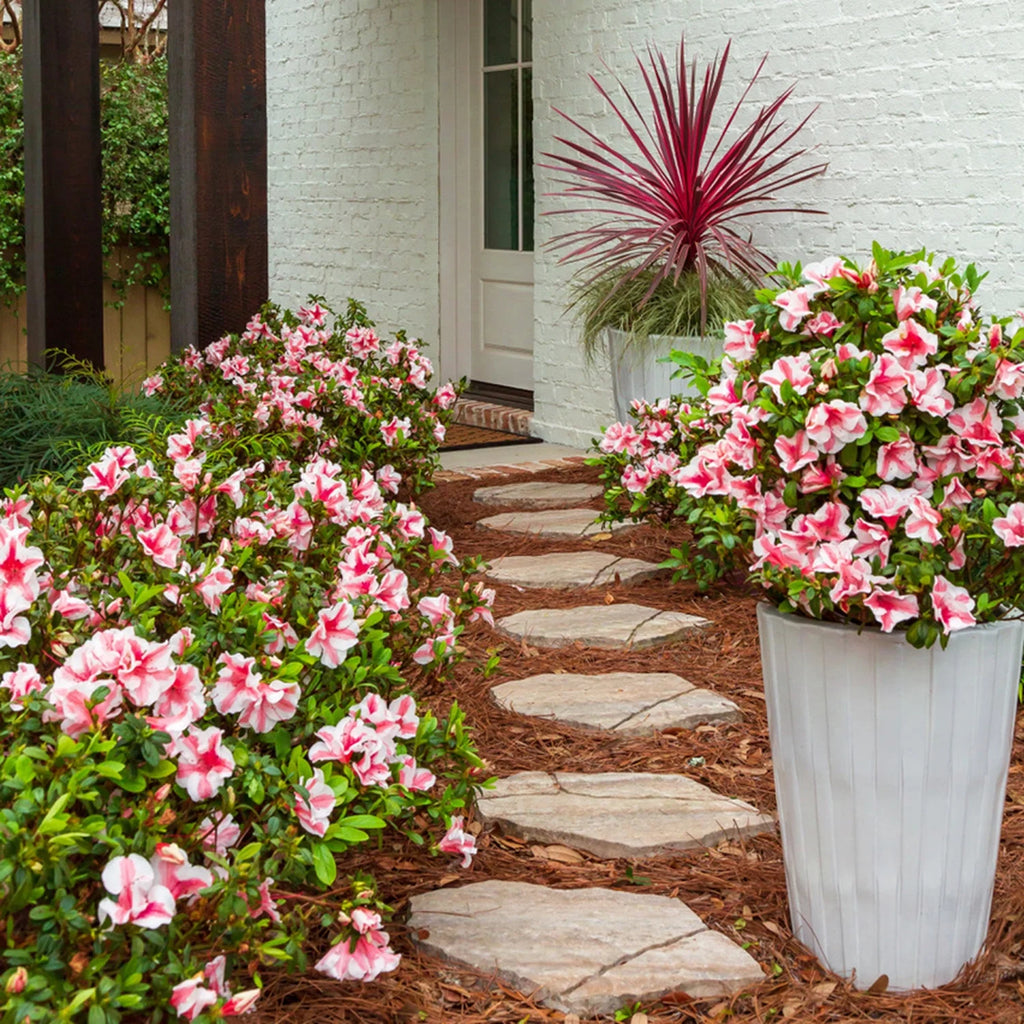 1 Gallon White and Pink Azalea Shrub N93318