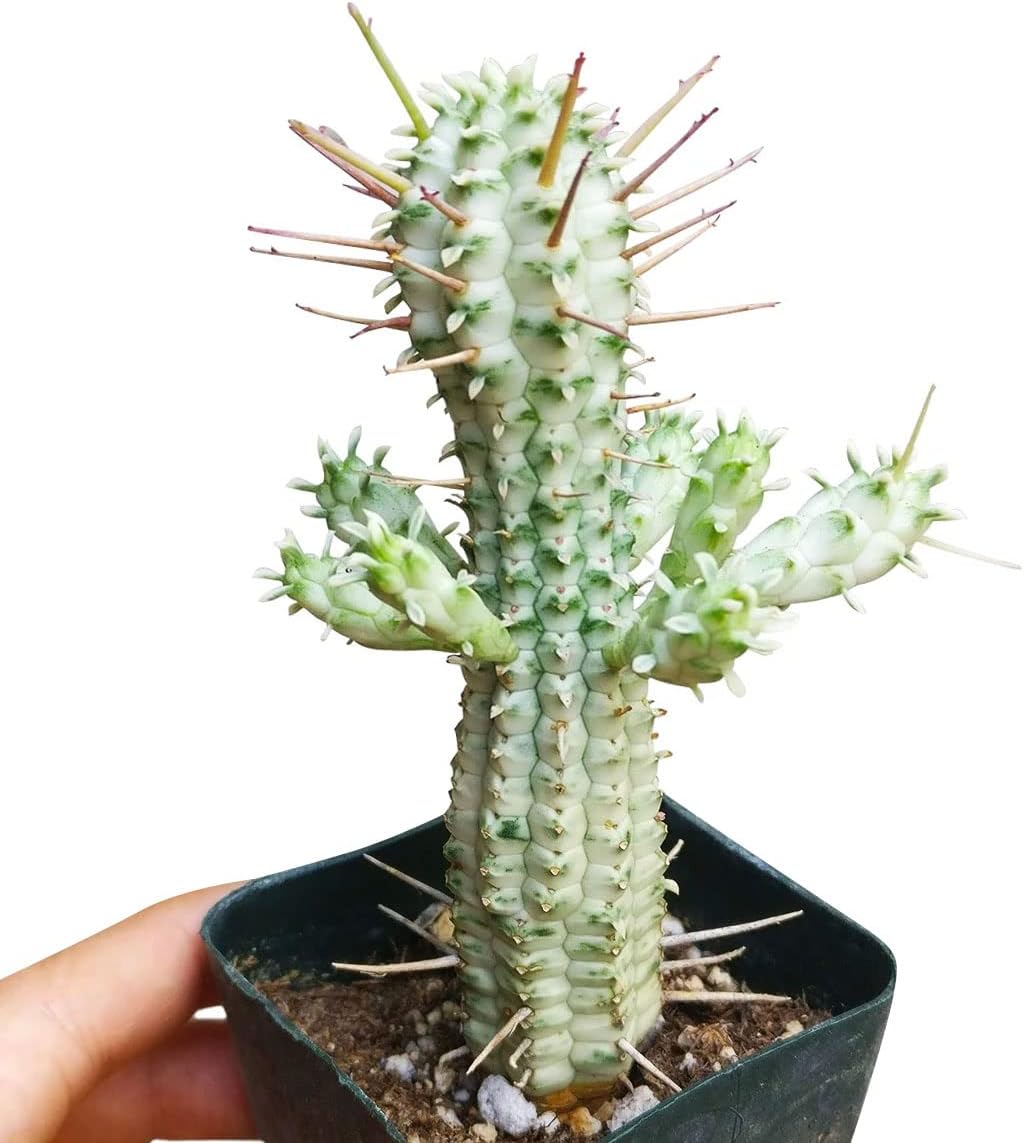 Variegated Corn Cob Cactus in Clay Pot Q330