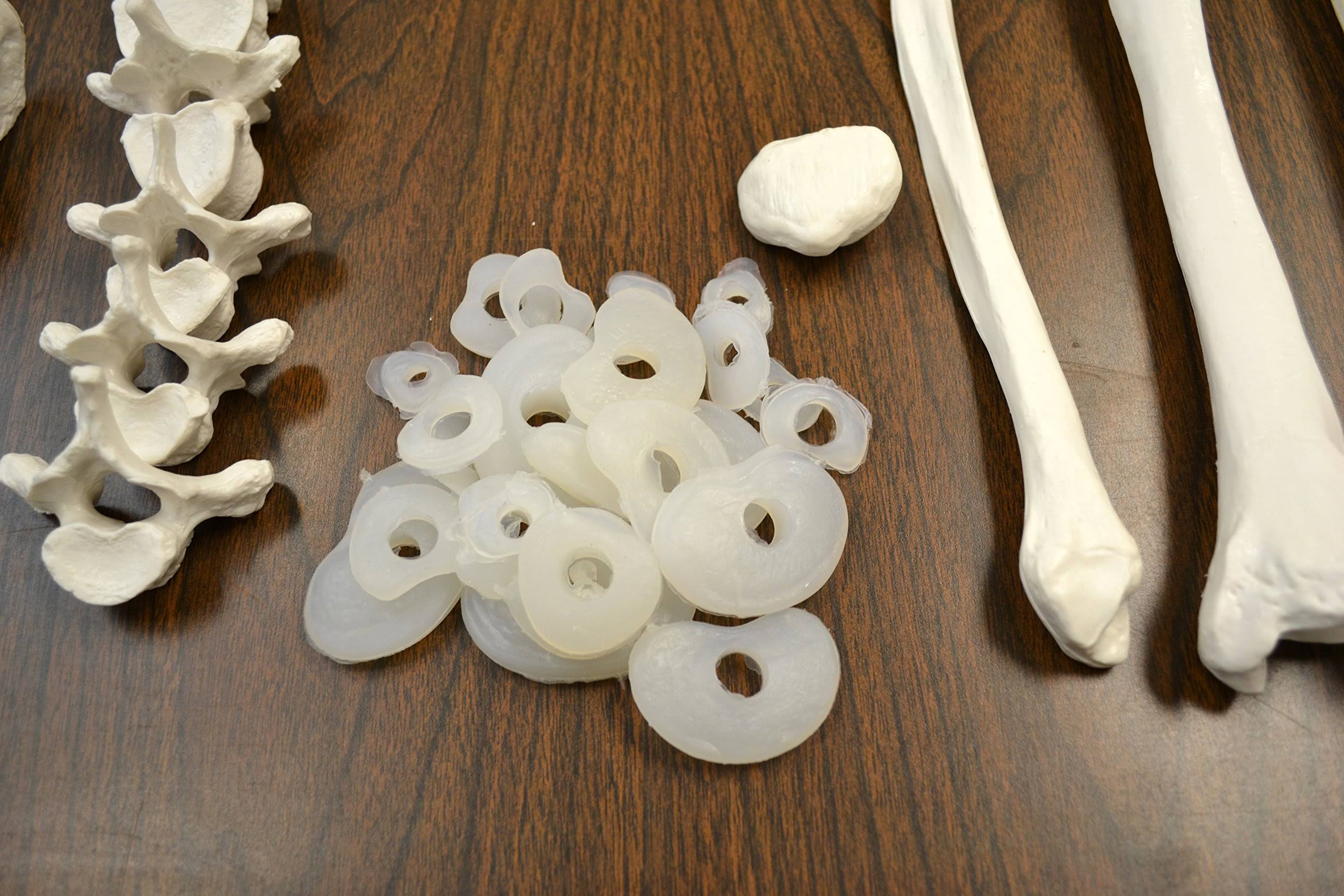 Life Sized Human Skeleton with 23 Intervertebral Discs F76014