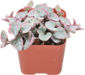 String of Heart Variegata Live Plant in 2in Nursery Pot E45390