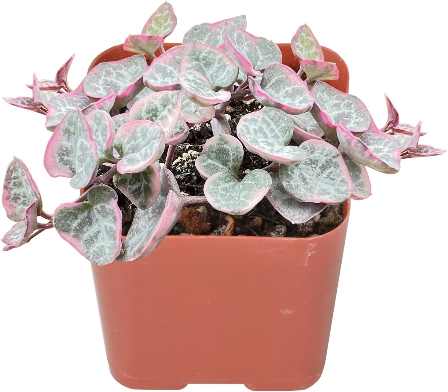 String of Heart Variegata Live Plant in 2in Nursery Pot E45390