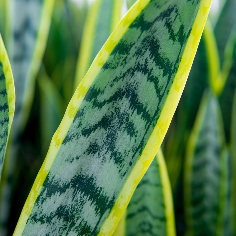 Snake Plant Sansevieria Trifasciata Laurentii 16in Tall, 6 in Grower's Pot P89598