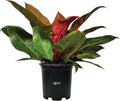 Philodendron Prince of Orange Live Plant (18-24 in. tall) in Grower Pot C407