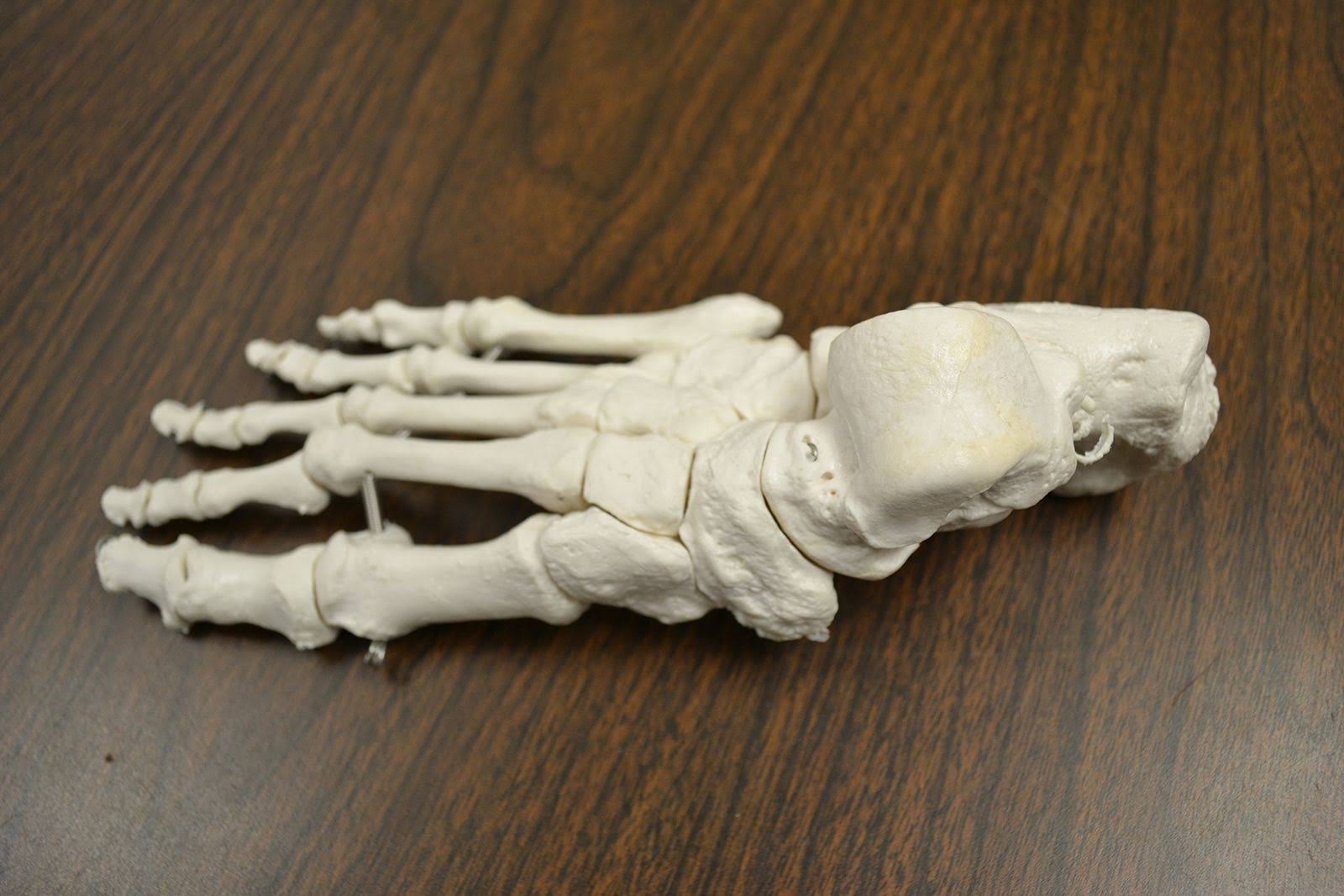 Life Sized Human Skeleton with 23 Intervertebral Discs F76014
