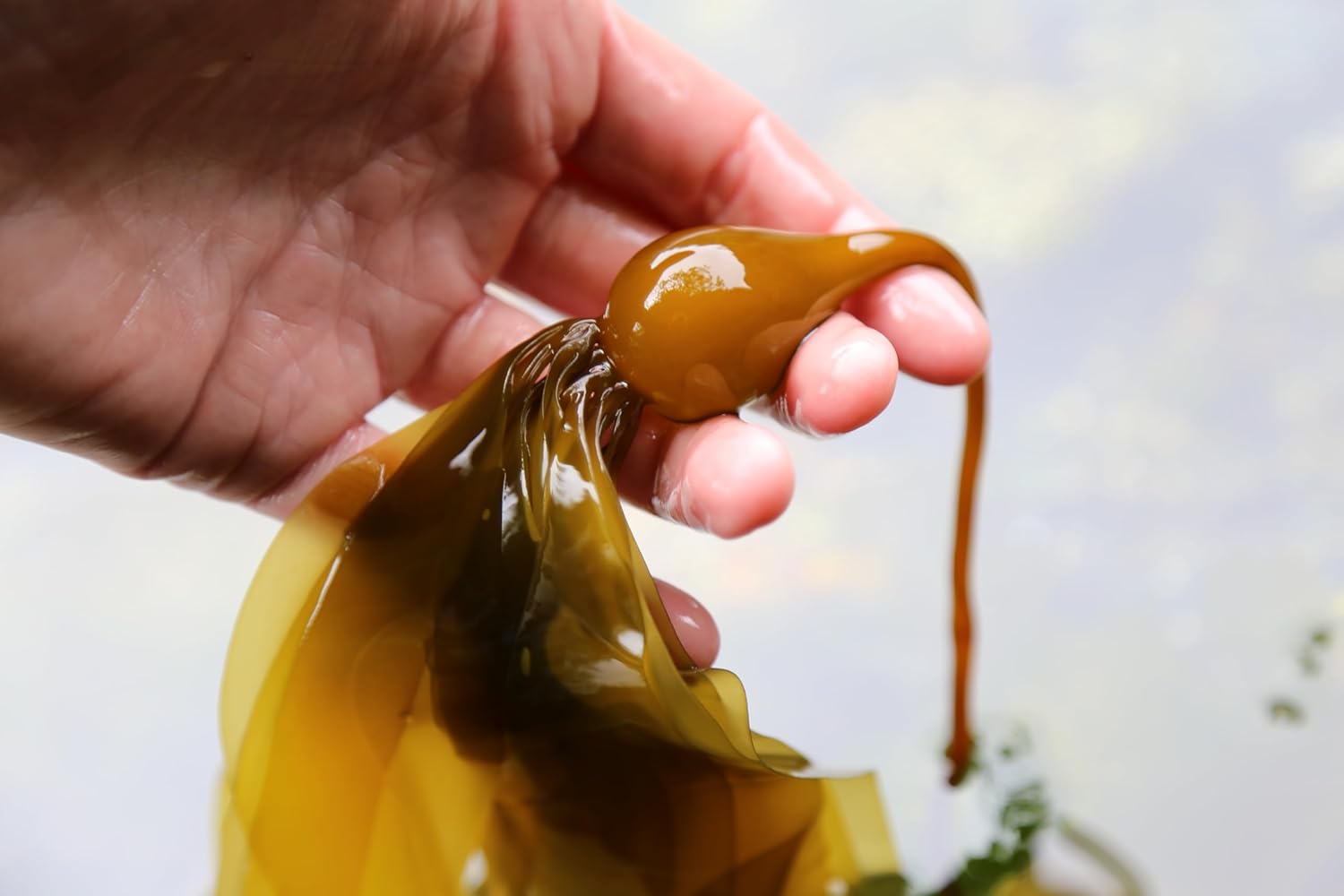 Organic Liquid Kelp Fertilizer (1L) Q32386