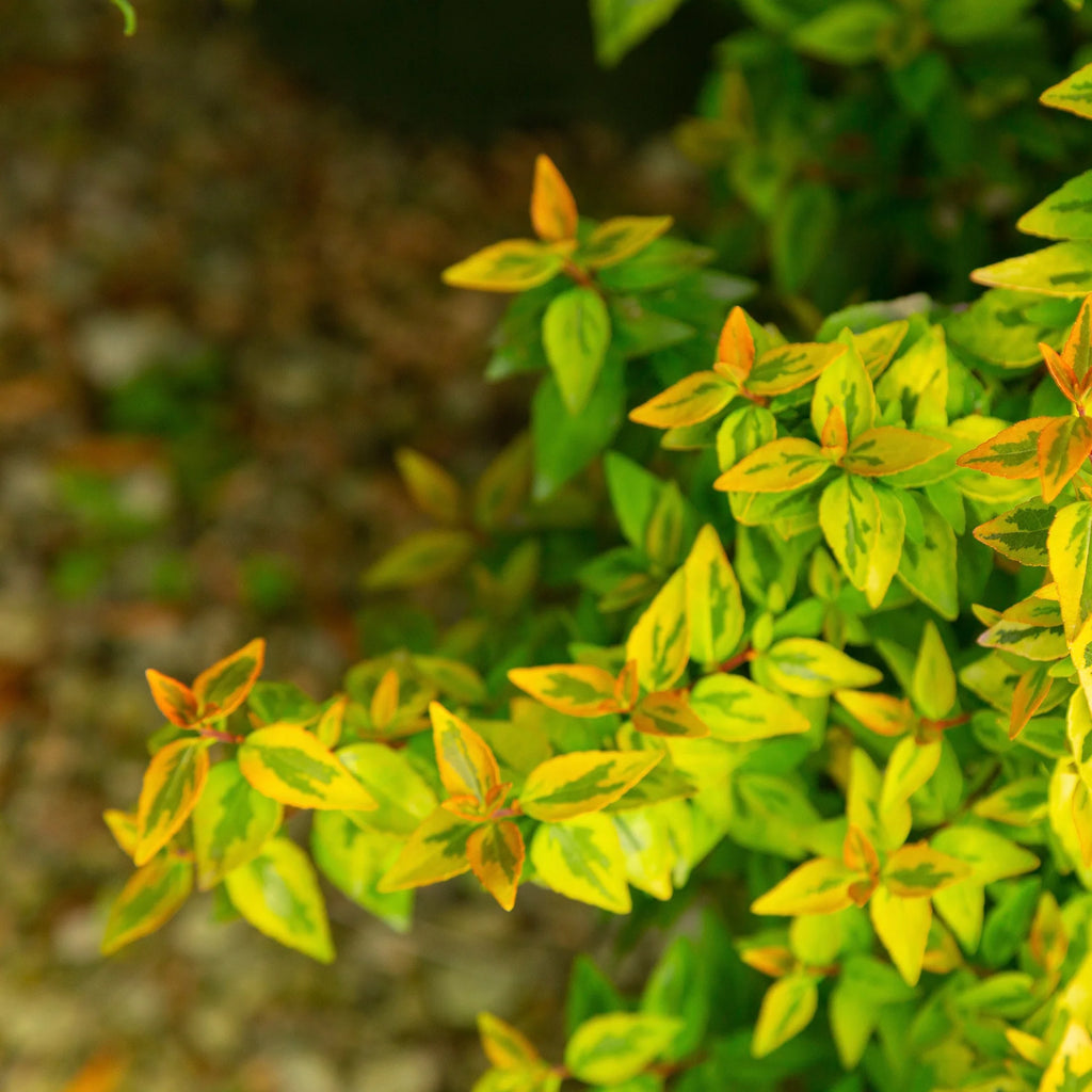 2 Gallon Abelia Shrub Z363071