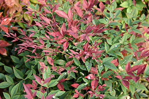 2 Gal. Nandina Shrub V534804