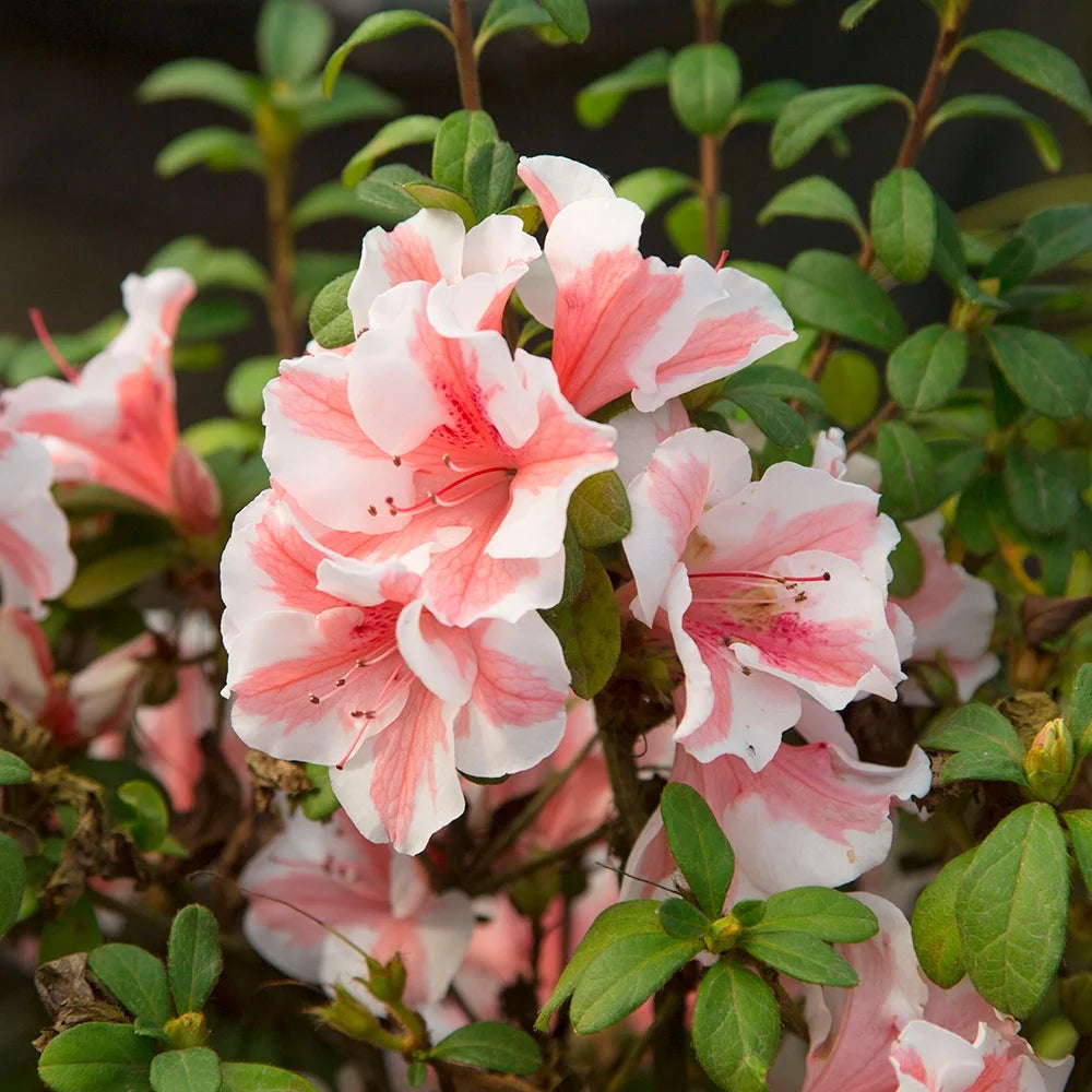 1 Gallon White and Pink Azalea Shrub N93318