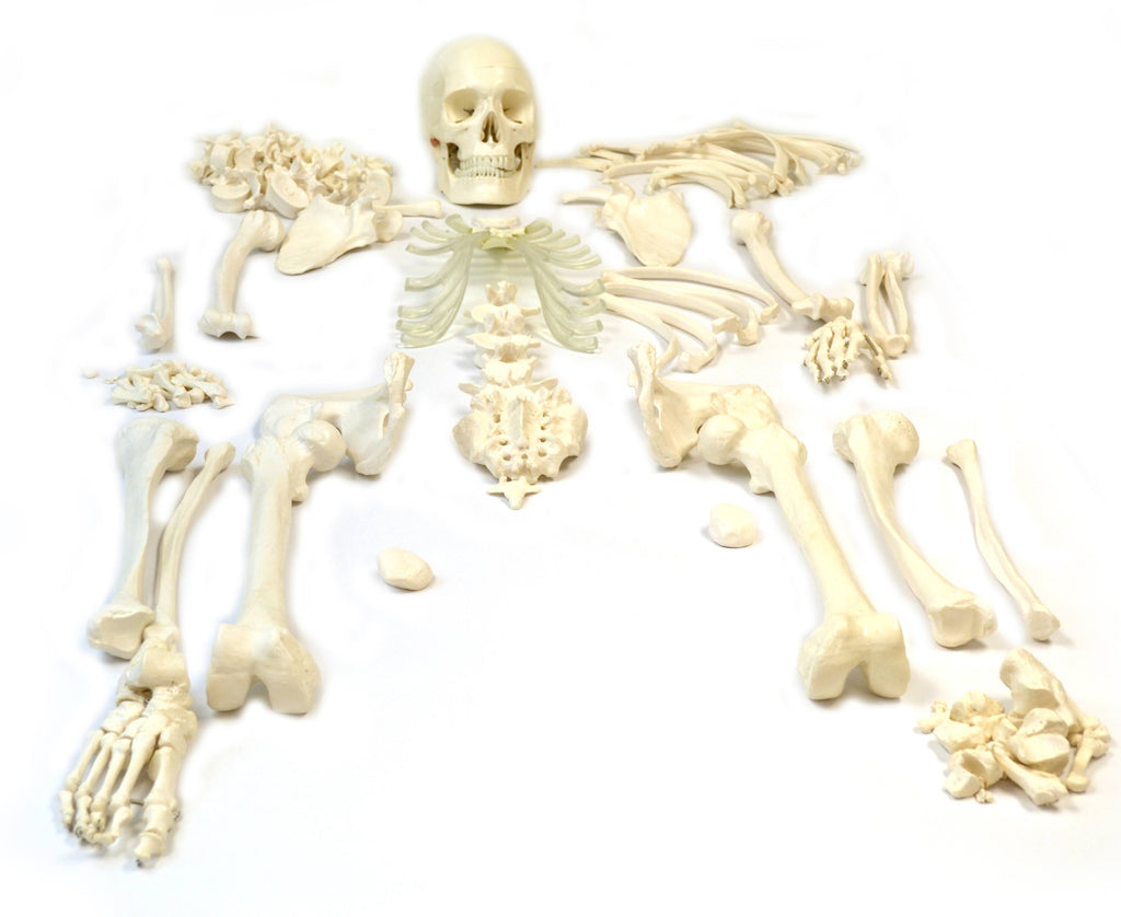 Life Sized Human Skeleton with 23 Intervertebral Discs F76014