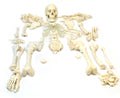 Life Sized Human Skeleton with 23 Intervertebral Discs F76014