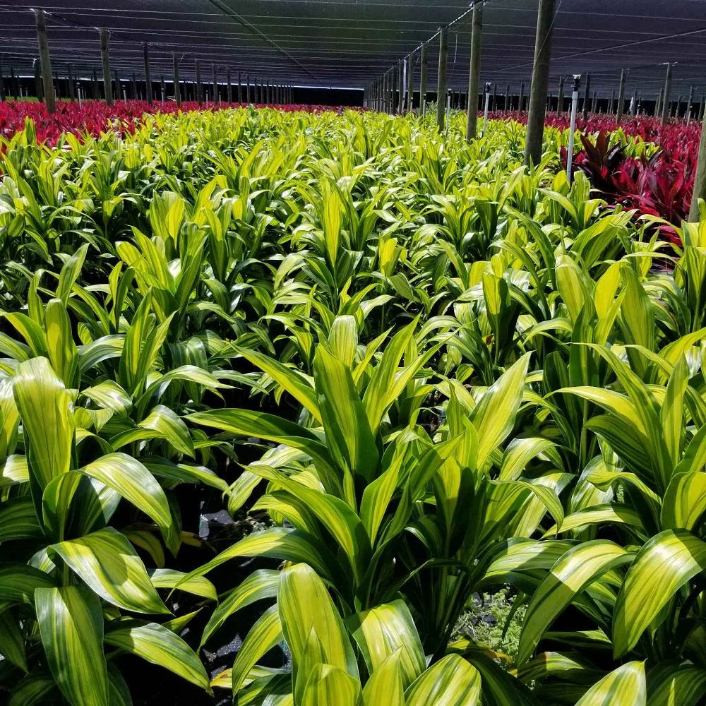 Green Live Ti Leaf Plant 6"-10" Tall In 2" Pot Q49640