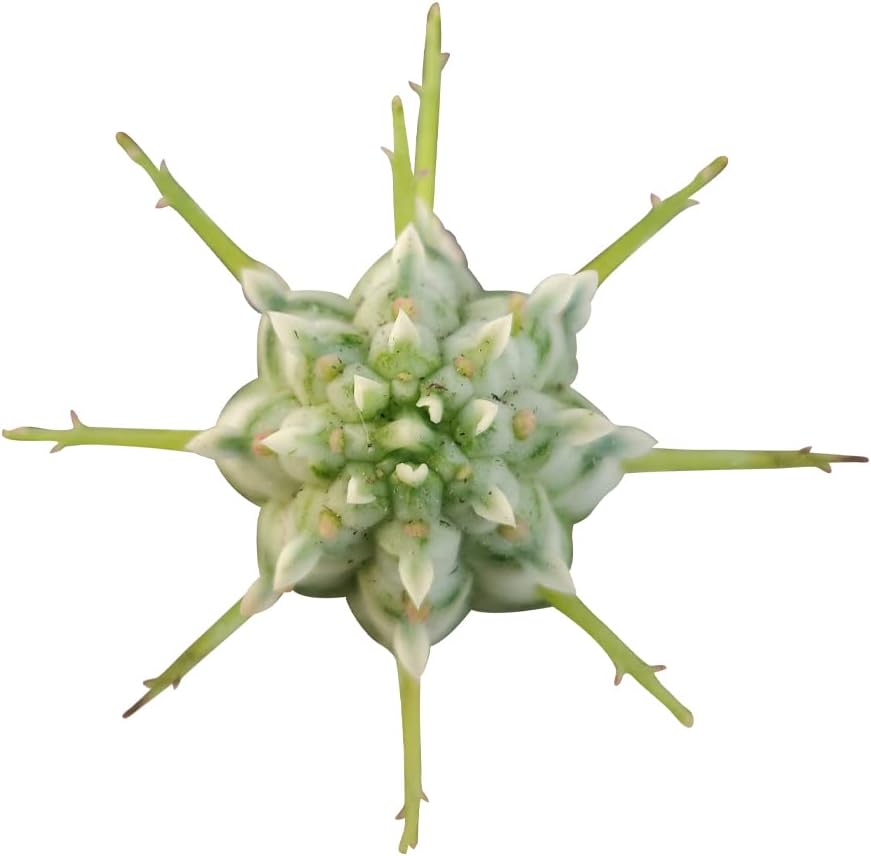 Variegated Corn Cob Cactus in Clay Pot Q330
