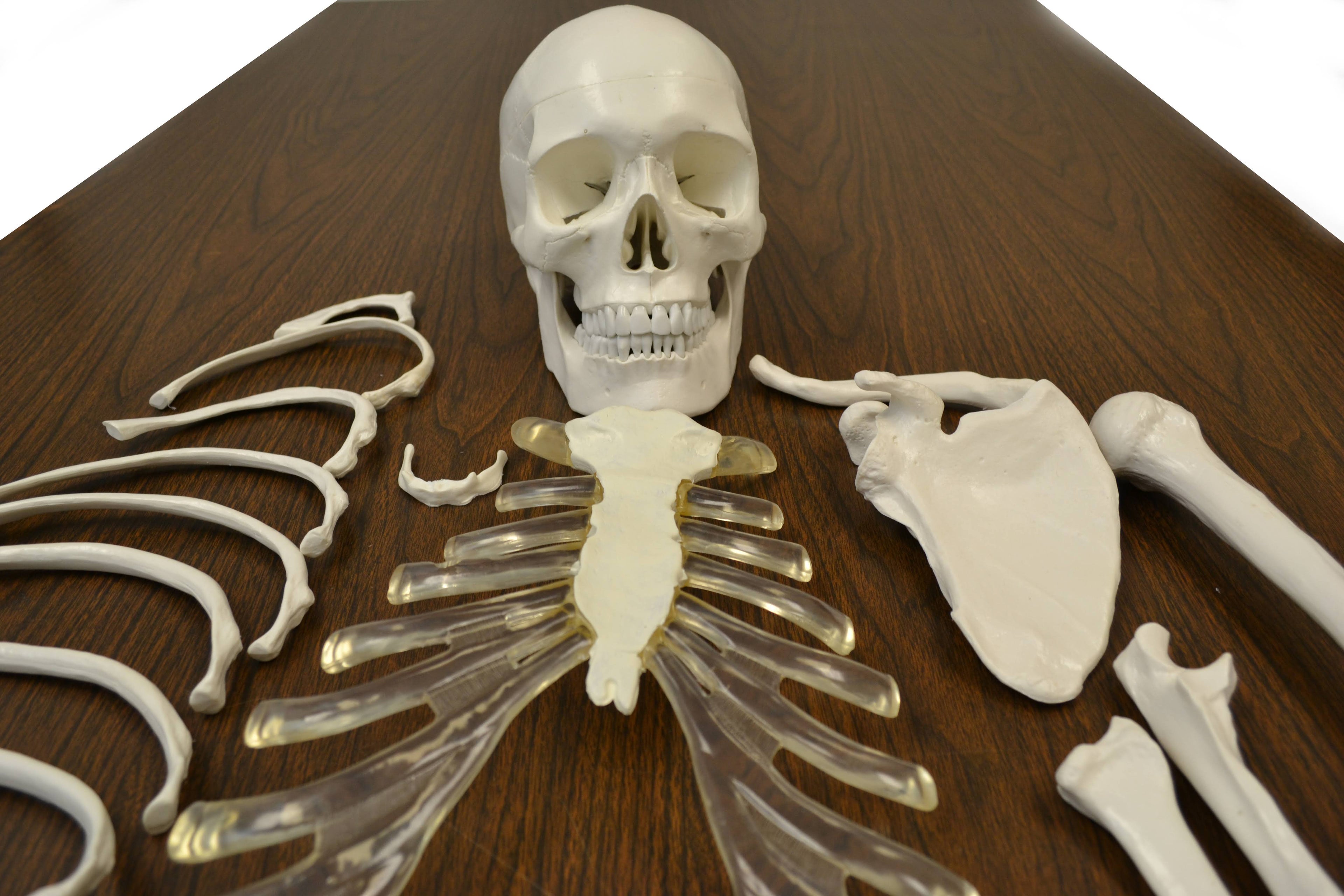 Life Sized Human Skeleton with 23 Intervertebral Discs F76014
