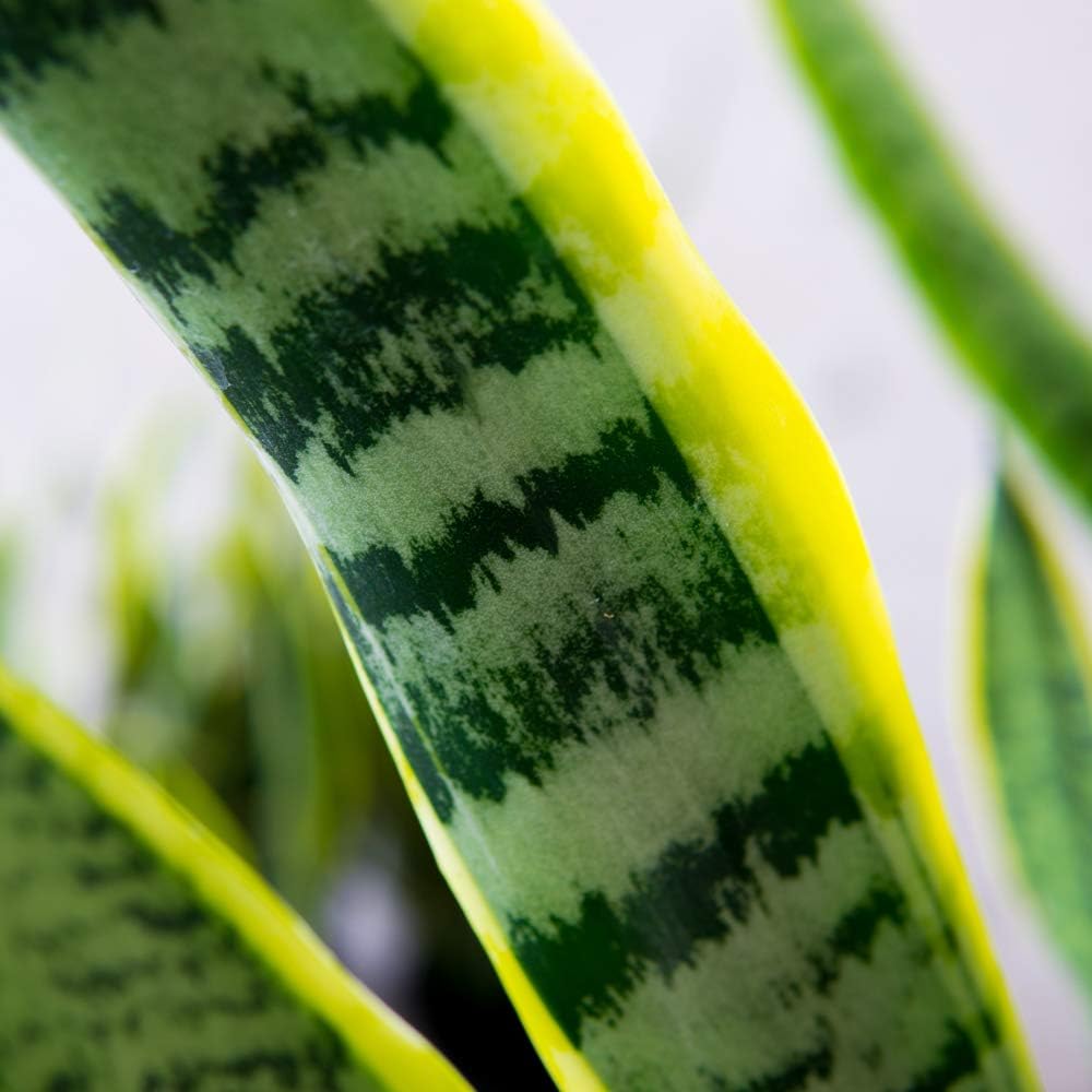 Snake Plant Sansevieria Trifasciata Laurentii 16in Tall, 6 in Grower's Pot P89598