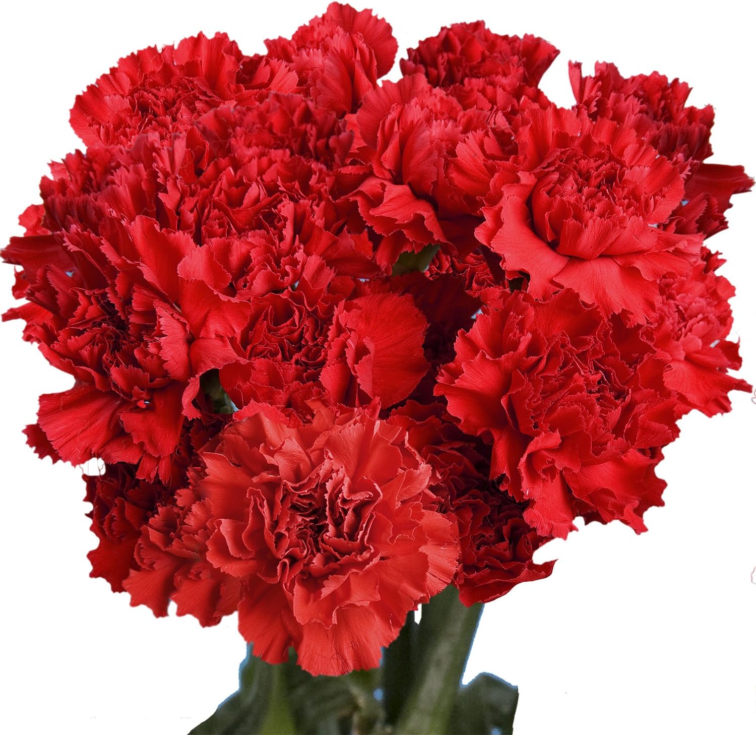 100 Red Carnation Fresh Flowers X1081