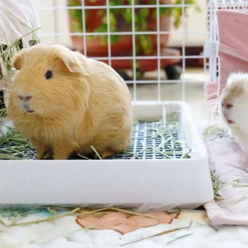 Rabbit Large Litter Box with Toilet Tray, 15x12x3 Inches R185