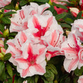 1 Gallon White and Pink Azalea Shrub N93318