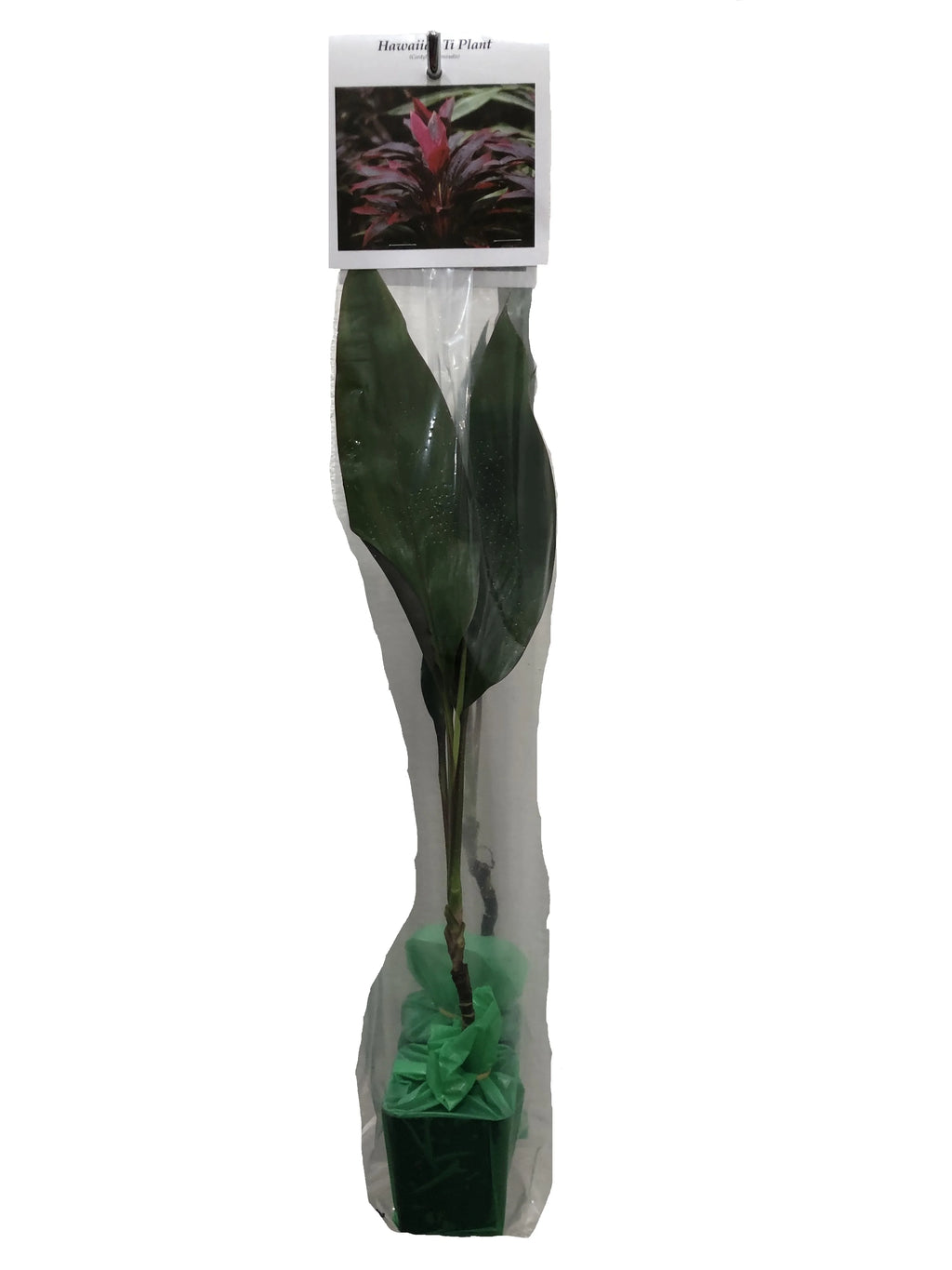 Green Live Ti Leaf Plant 6"-10" Tall In 2" Pot Q49640