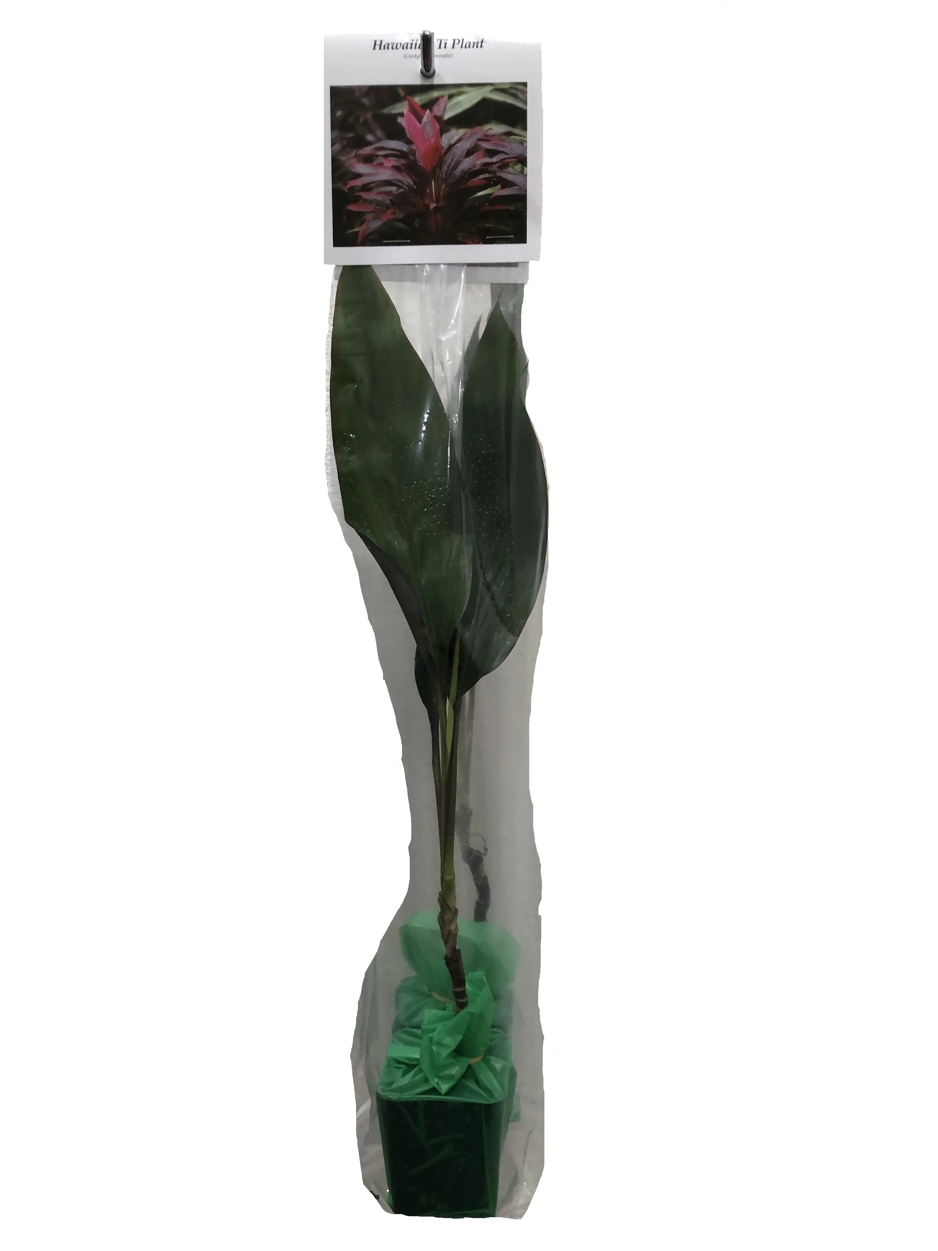 Green Live Ti Leaf Plant 6"-10" Tall In 2" Pot Q49640
