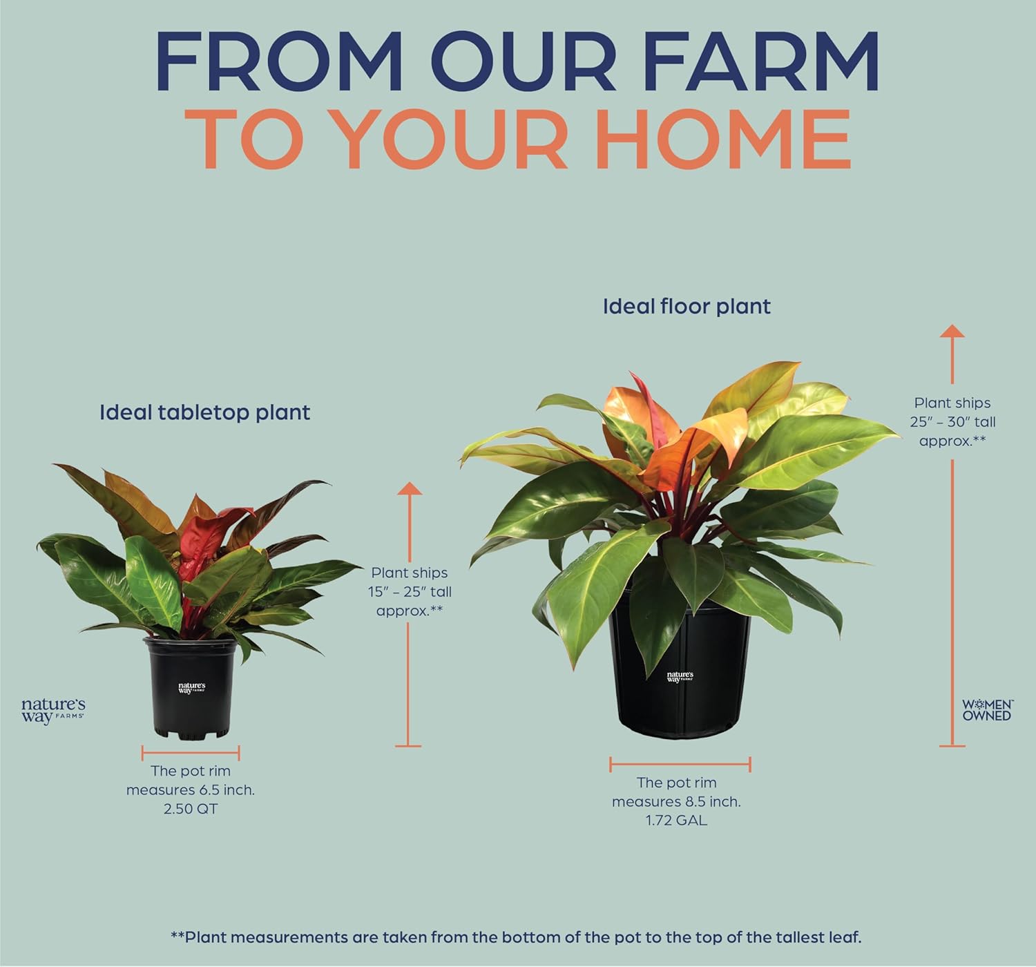 Philodendron Prince of Orange Live Plant (18-24 in. tall) in Grower Pot C407
