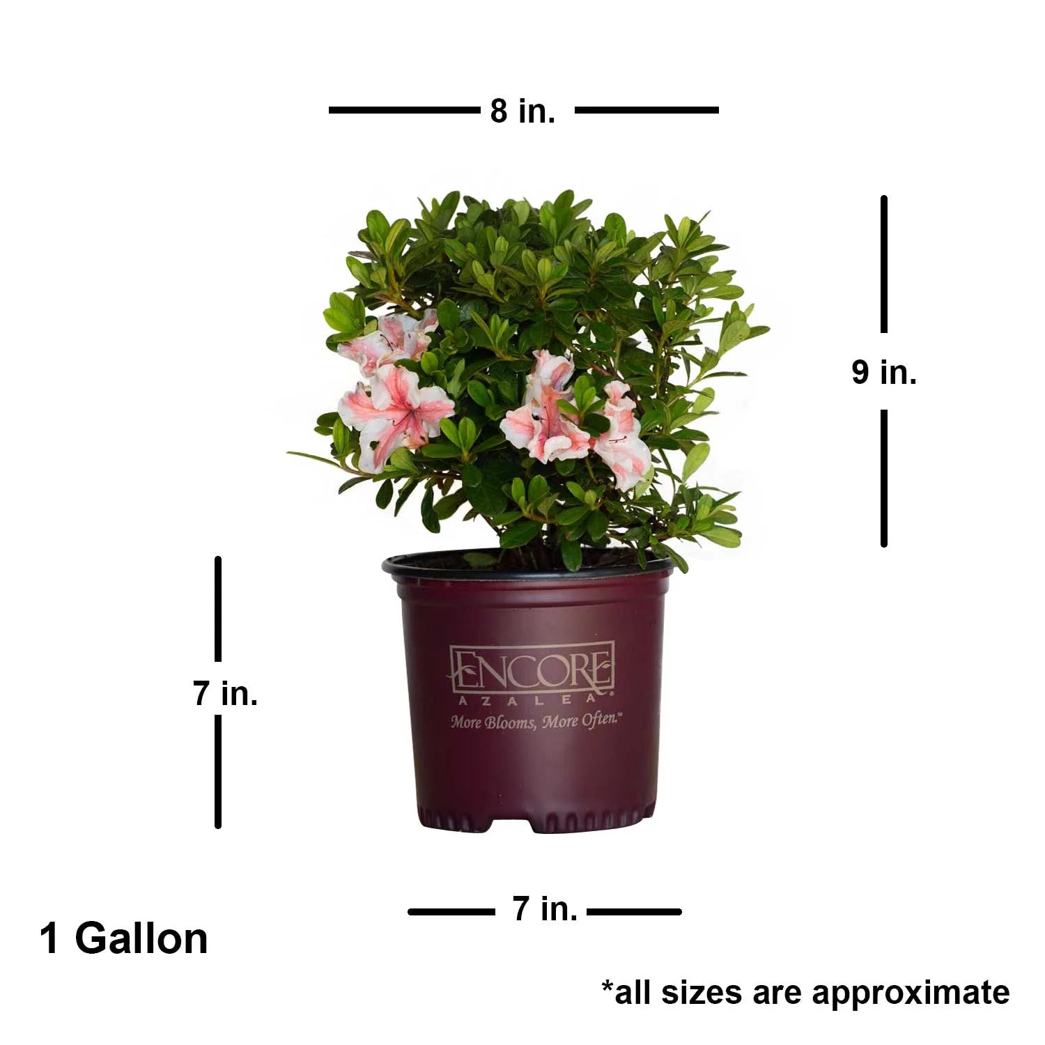1 Gallon White and Pink Azalea Shrub N93318