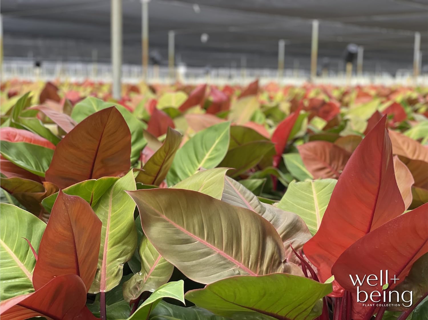 Philodendron Prince of Orange Live Plant (18-24 in. tall) in Grower Pot C407