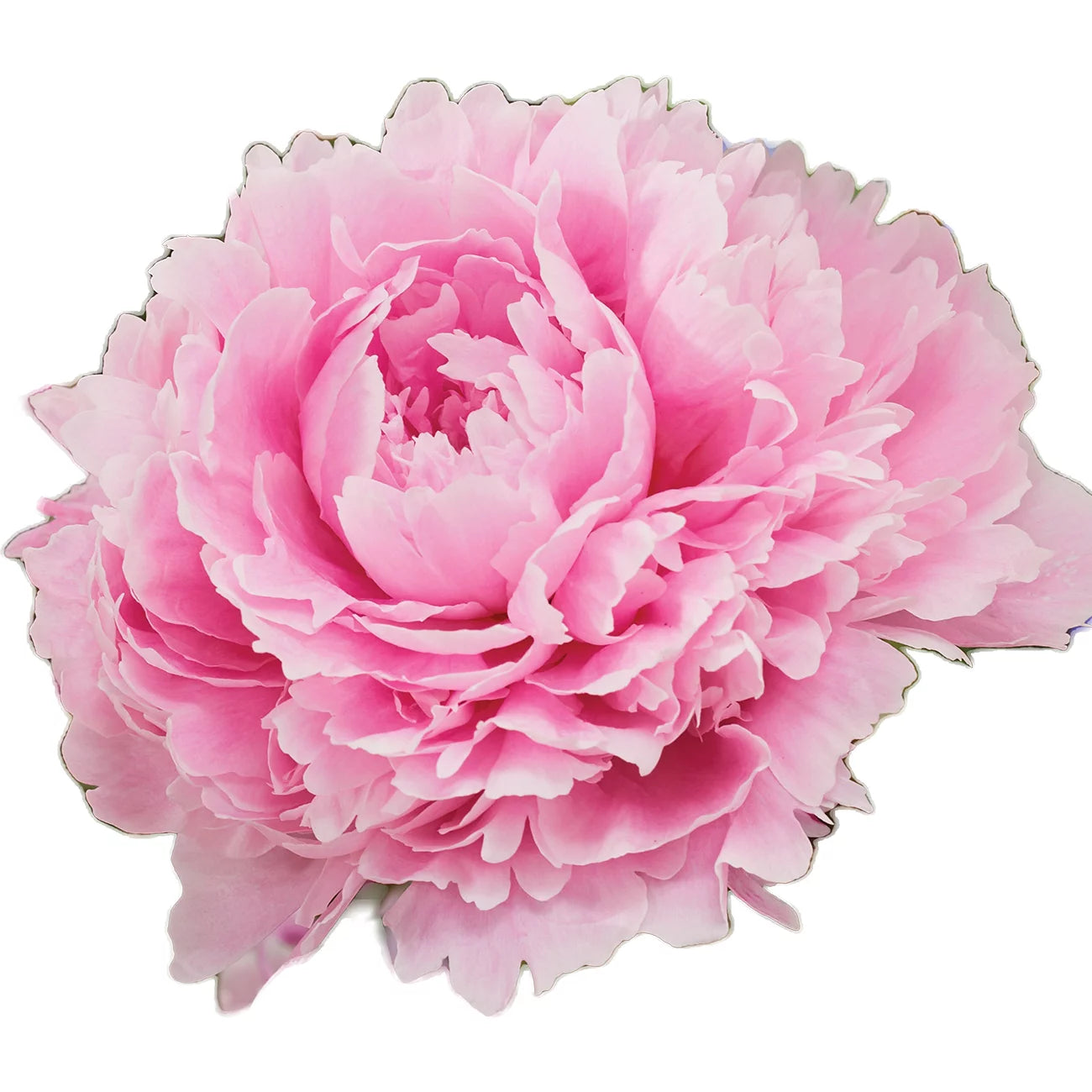 Set of 5 Pink Peonies Plant Roots O757861