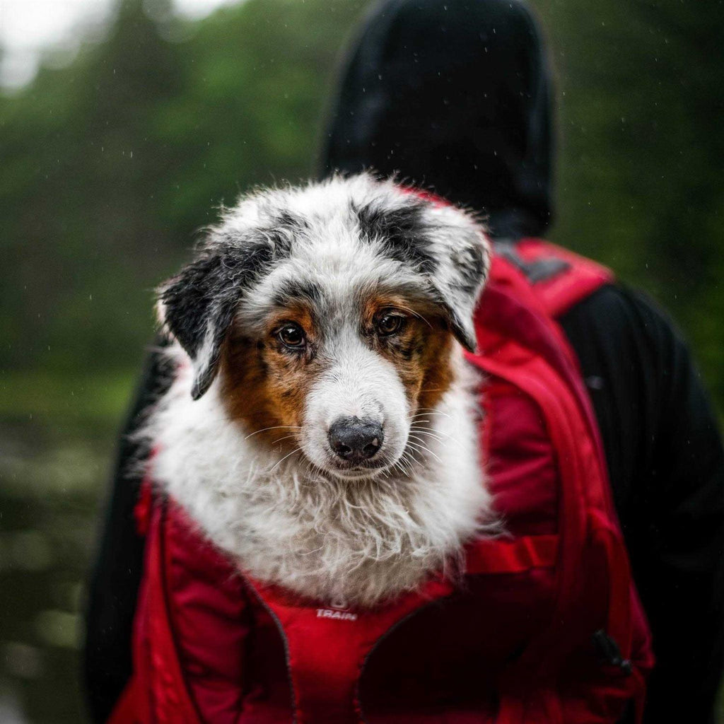 Backpack Dog Carrier P73167