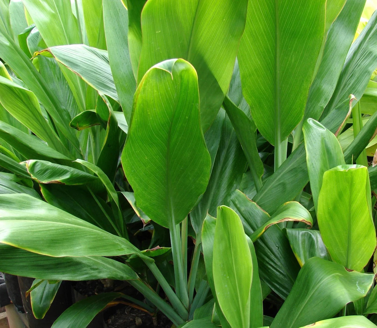Green Live Ti Leaf Plant 6"-10" Tall In 2" Pot Q49640