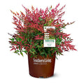 2 Gal. Nandina Shrub V534804