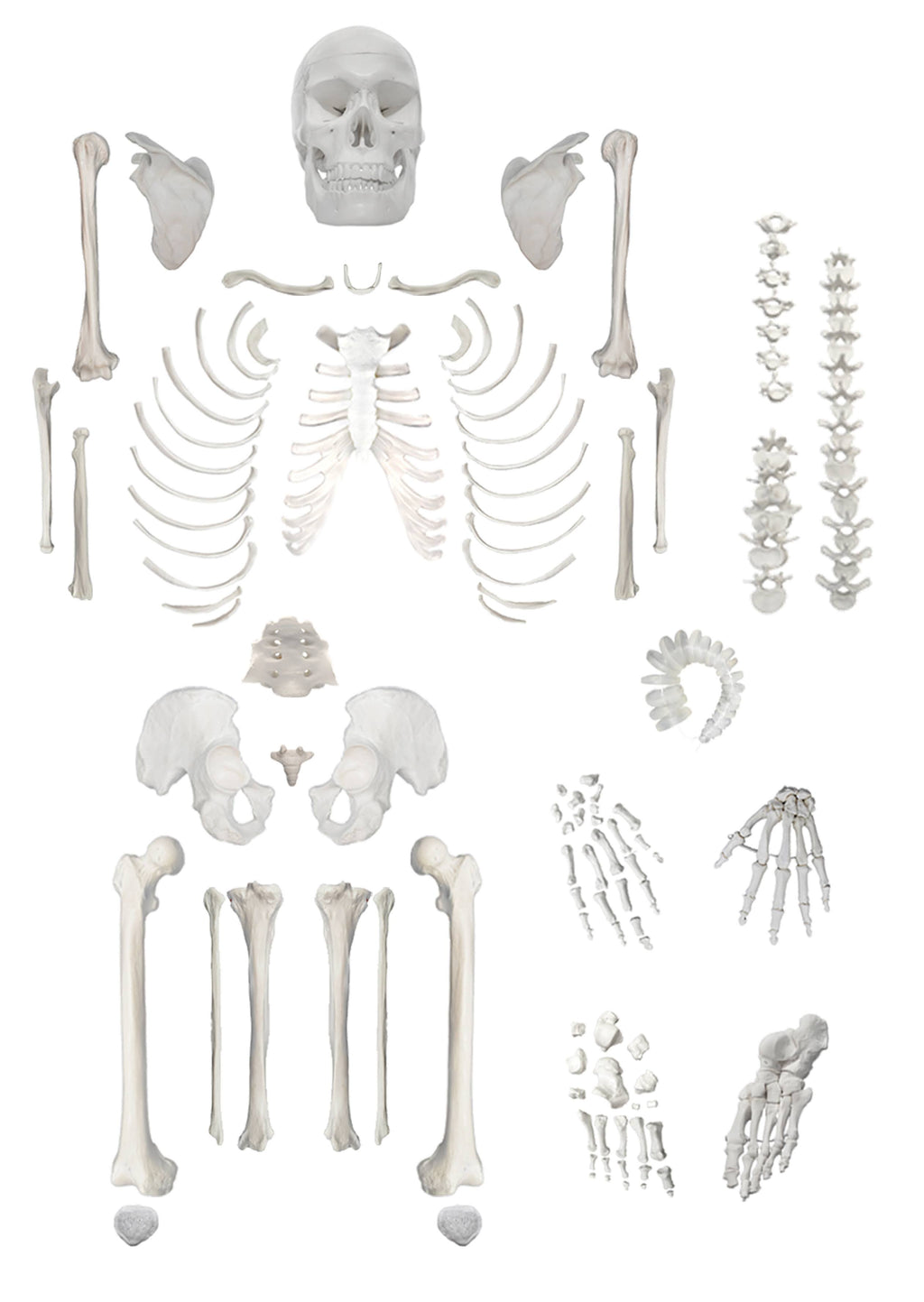 Life Sized Human Skeleton with 23 Intervertebral Discs F76014