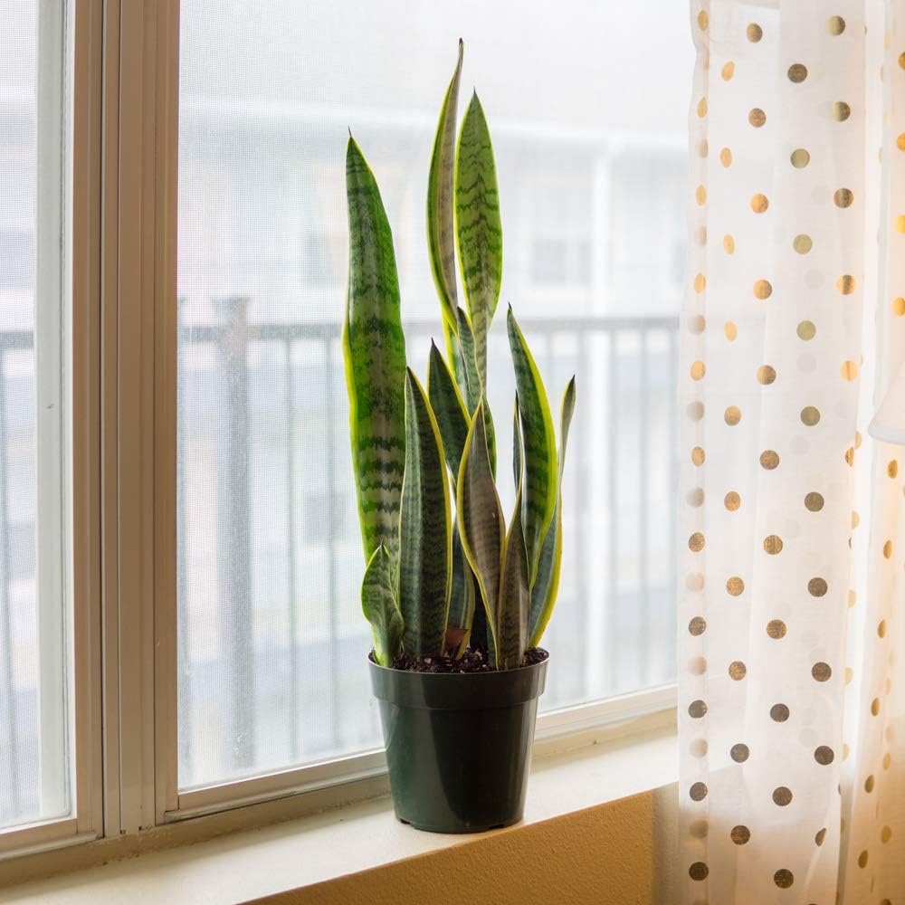 Snake Plant Sansevieria Trifasciata Laurentii 16in Tall, 6 in Grower's Pot P89598