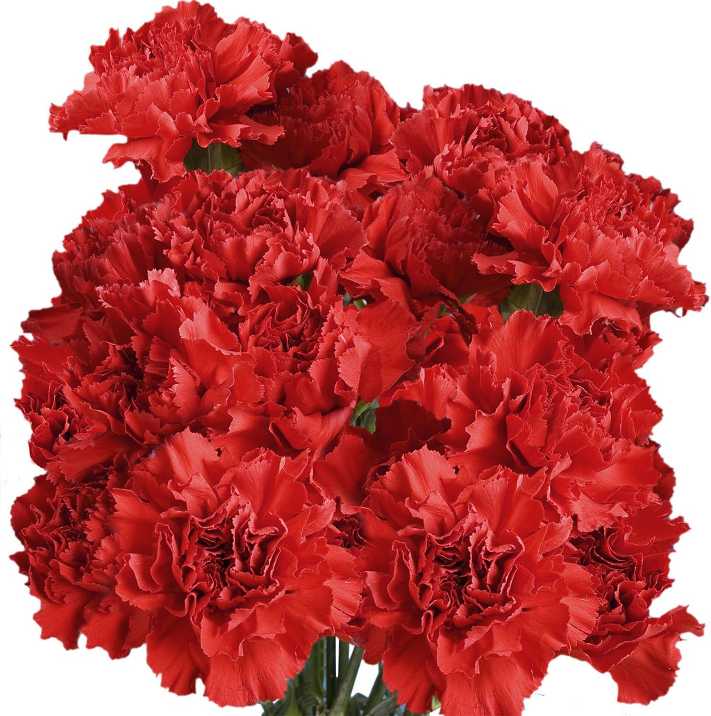 100 Red Carnation Fresh Flowers X1081