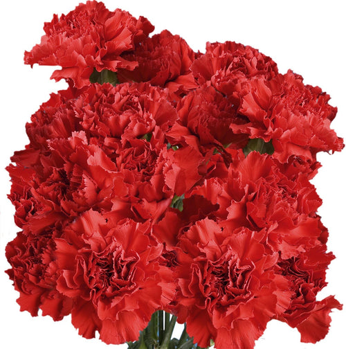 100 Red Carnation Fresh Flowers X1081