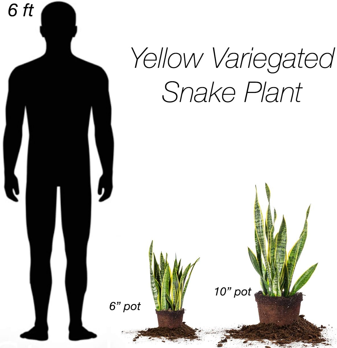 Snake Plant Sansevieria Trifasciata Laurentii 16in Tall, 6 in Grower's Pot P89598
