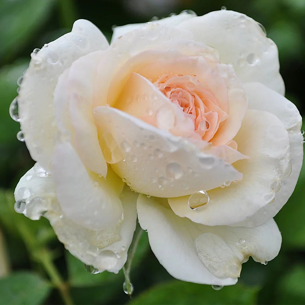 White Eden Climbing Rose Bush S5637