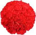 100 Red Carnation Fresh Flowers X1081