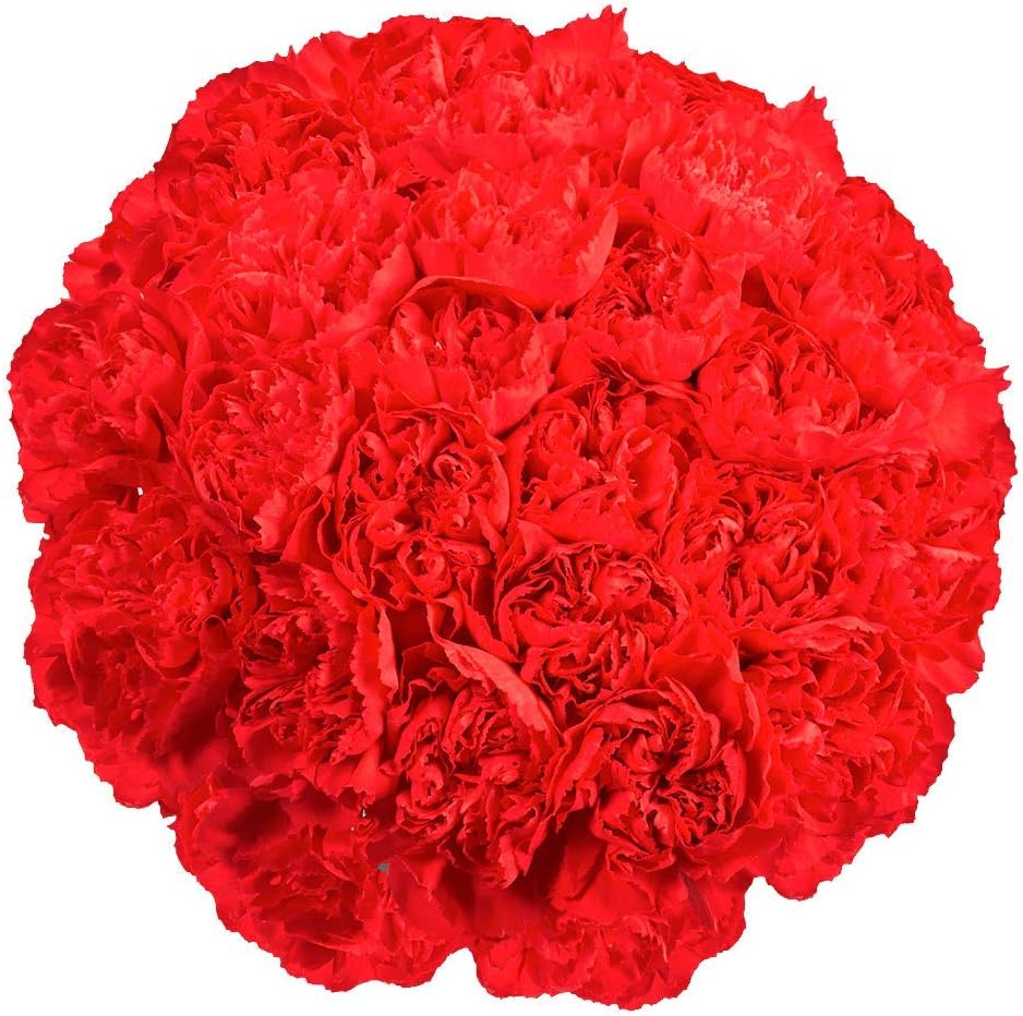 100 Red Carnation Fresh Flowers X1081