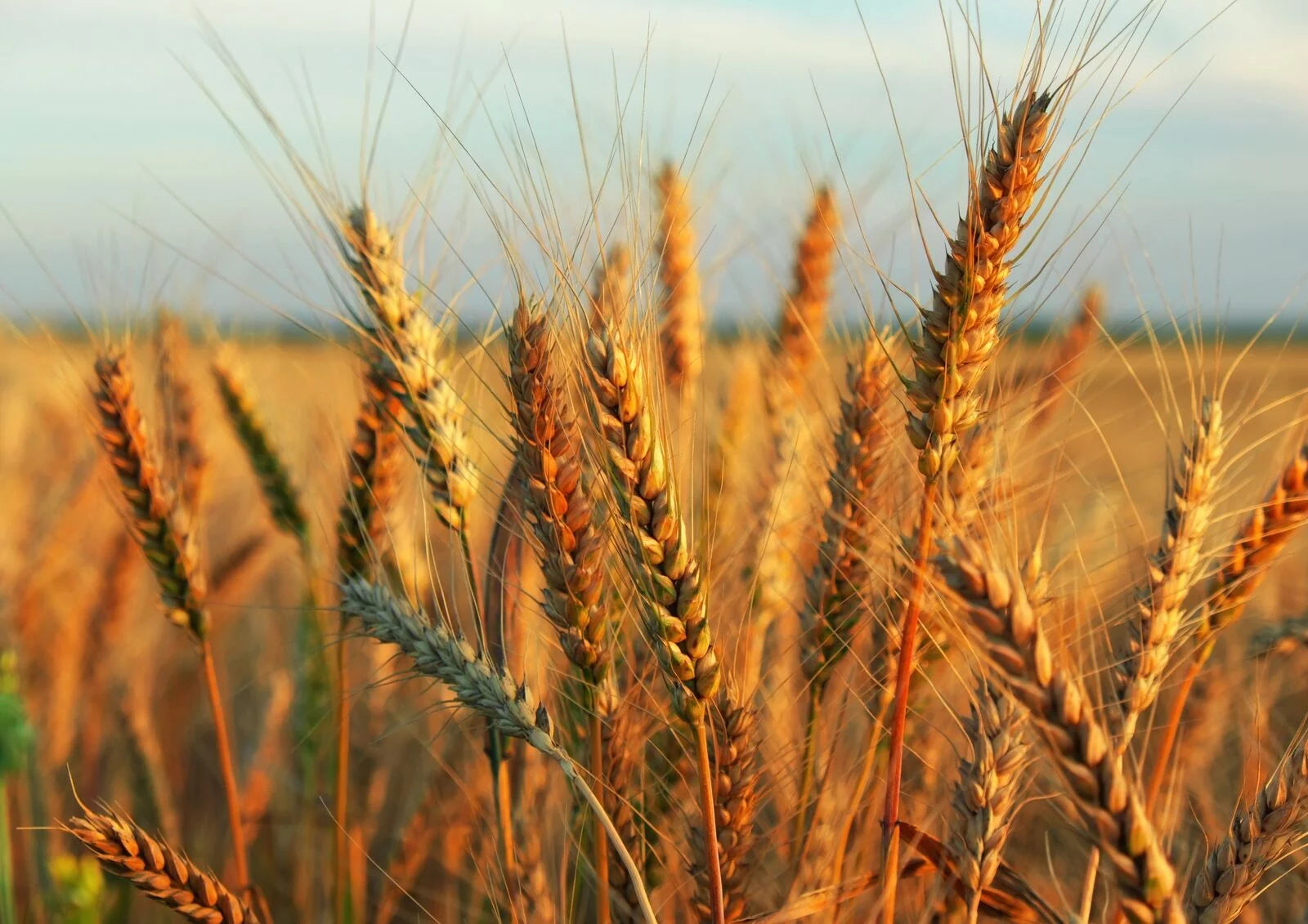 20 Pounds Raw Wheat Berries K14278