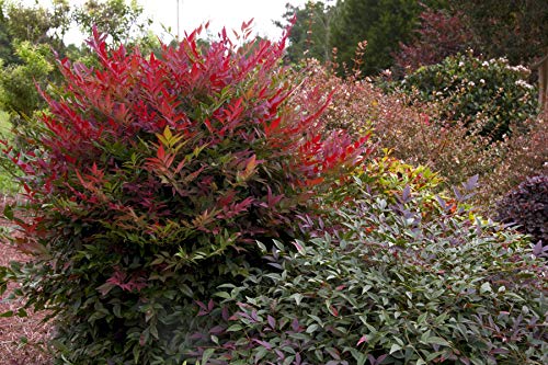 2 Gal. Nandina Shrub V534804