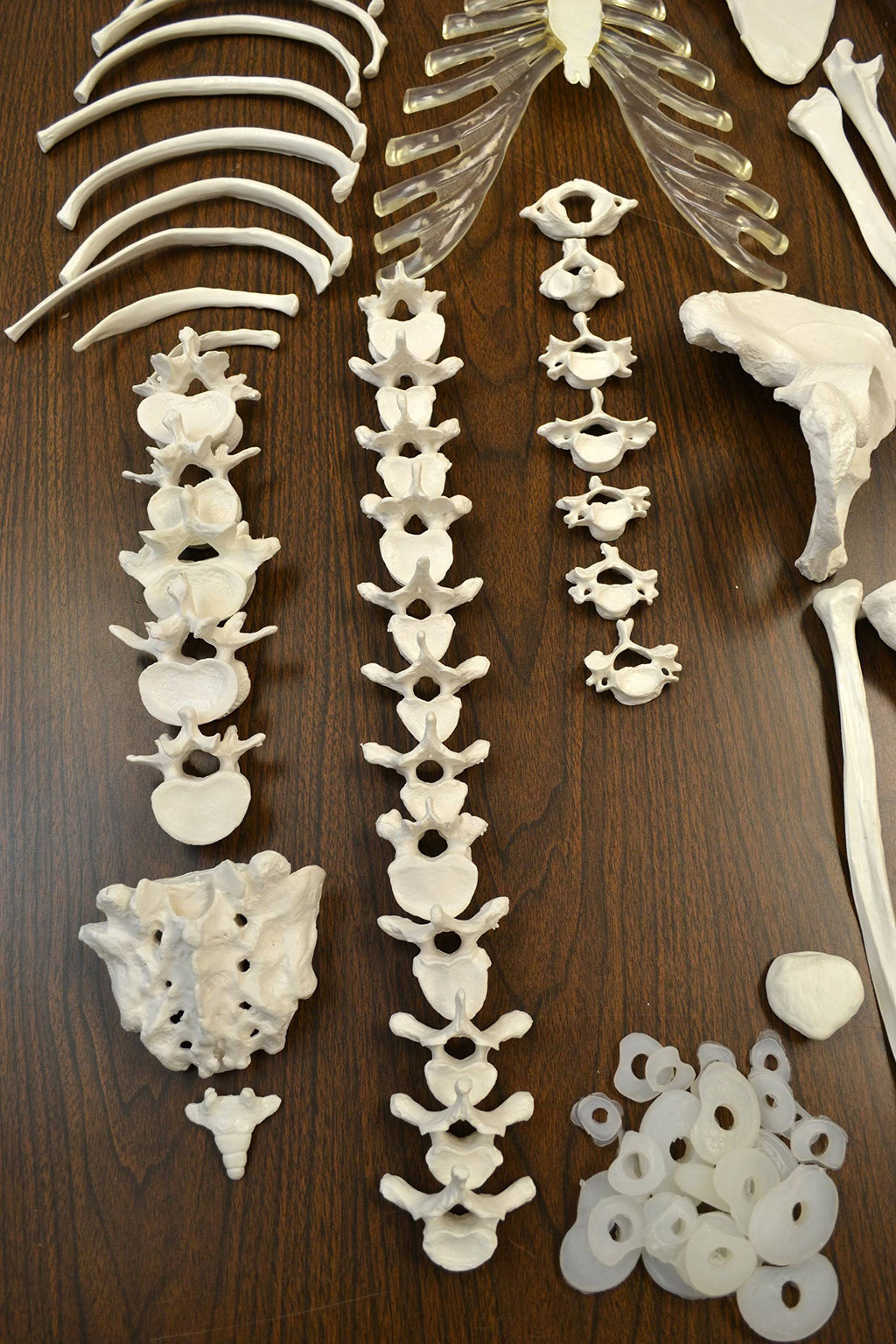 Life Sized Human Skeleton with 23 Intervertebral Discs F76014