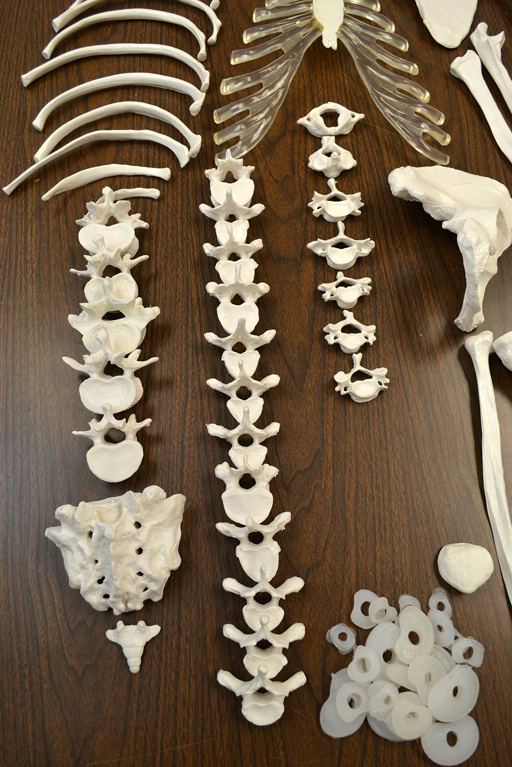 Life Sized Human Skeleton with 23 Intervertebral Discs F76014