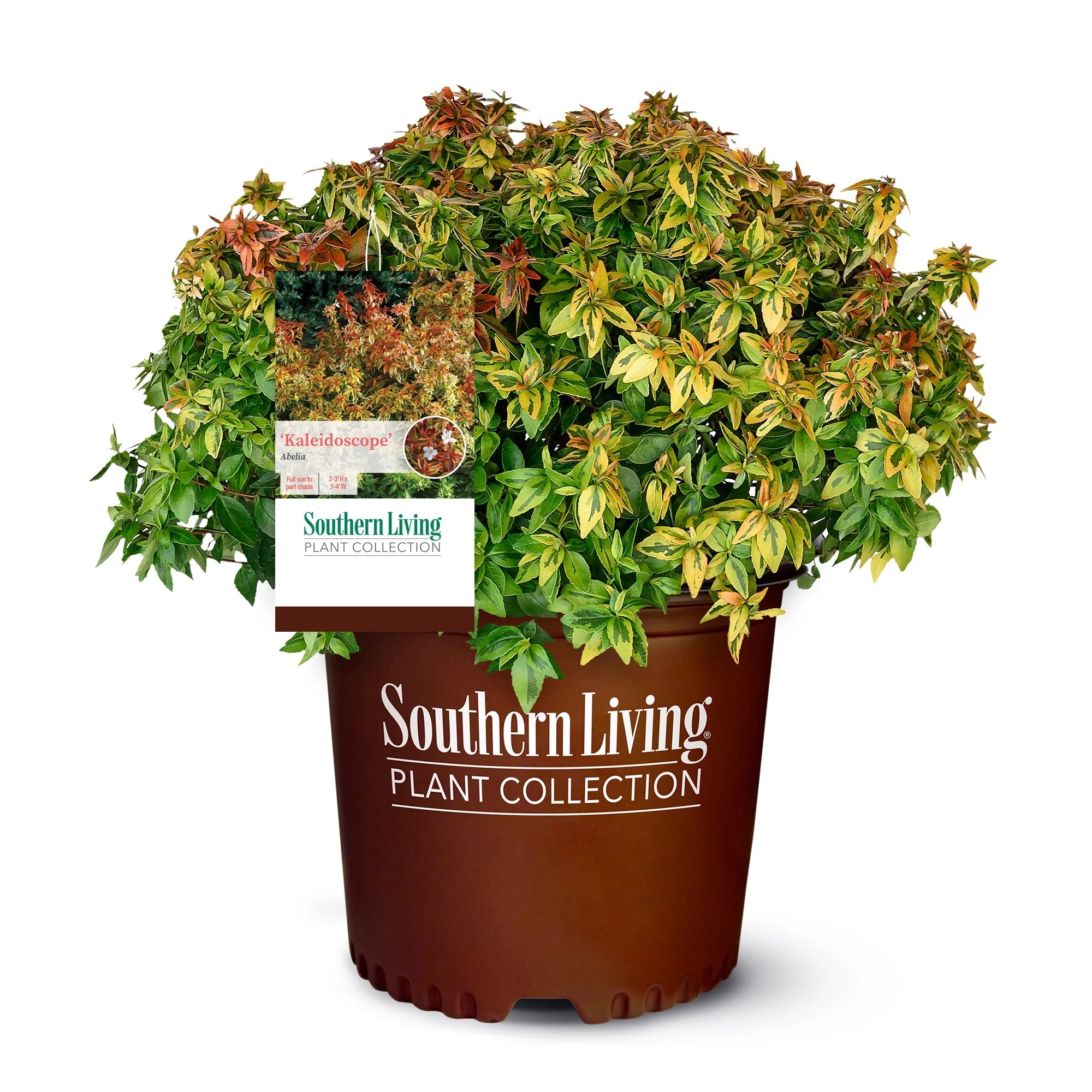2 Gallon Abelia Shrub Z363071