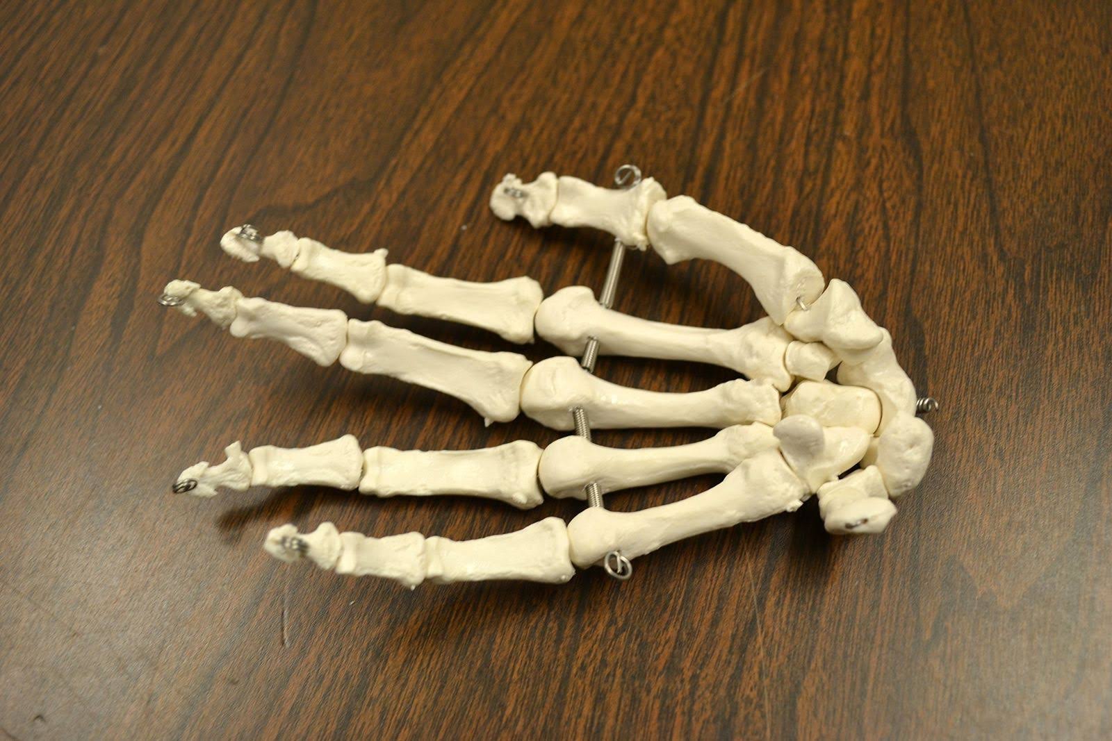 Life Sized Human Skeleton with 23 Intervertebral Discs F76014