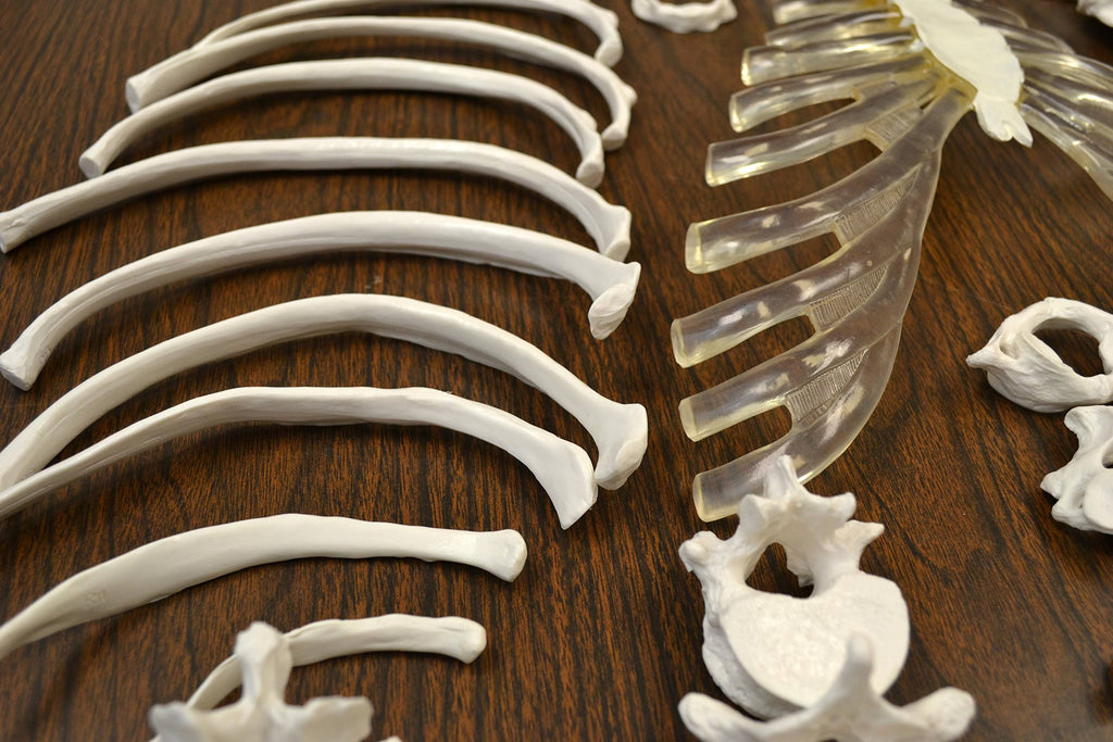 Life Sized Human Skeleton with 23 Intervertebral Discs F76014