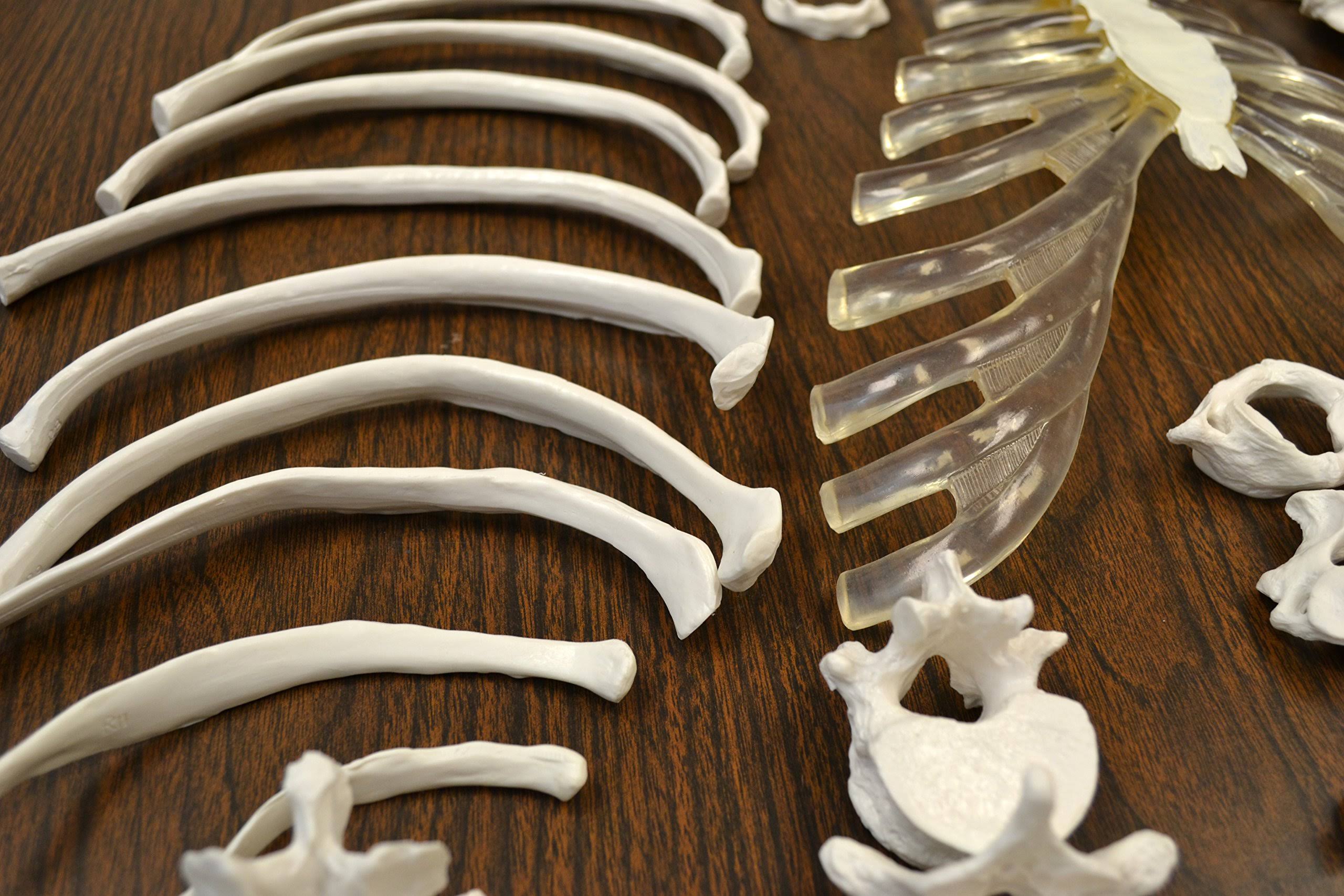 Life Sized Human Skeleton with 23 Intervertebral Discs F76014