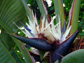 Bird of Paradise Strelitzia Nicholai Plant U75087